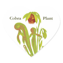 Cobra Plant, Carnivorous Plant