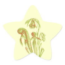 Cobra Plant, Carnivorous Plant