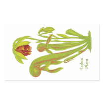 Cobra Plant, Carnivorous Plant