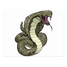 Cobra snake about to strike postcards