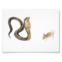 Cobra vs Rat Photograph