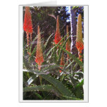 Cobweb cards