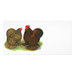Cochins:  Golden-laced Picture Card