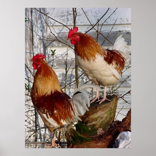 Cock-a-doodle-do Print