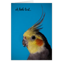 Cockatiel, A little bird... Cards