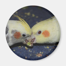 Cockatiel Love Magnet