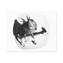 Cockatiel on rubber goat black and white picture stretched canvas prints