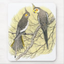 Cockatiel Pair - Nymphicus hollandicus mousepads