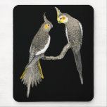Cockatiel Pair - Nymphicus hollandicus on Black Mouse Pads