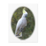 Cockatoo 9Y319D-073 Postcards
