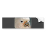 Cockatoo bumper stickers