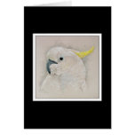 Cockatoo cards