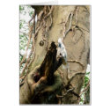 Cockatoo cards