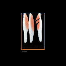 Cockatoo feathers print posters