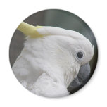 Cockatoo Magnet