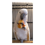 Cockatoo Customized Photo Card