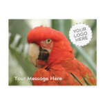 cockatoo postcards