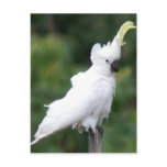 Cockatoo Postcards