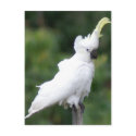 Cockatoo postcards