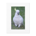Cockatoo postcards