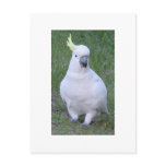 Cockatoo postcards