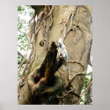 Cockatoo posters