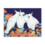 Cockatoos postcards