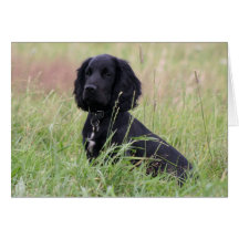 Cocker spaniel card