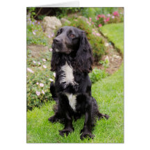 Cocker Spaniel Card