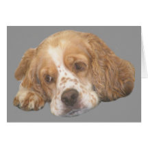 Cocker Spaniel Freckles Greeting Card