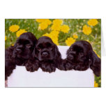 Cocker Spaniel Greeting cards