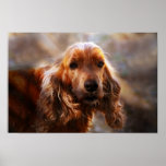 Cocker Spaniel posters