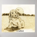Cocker Spaniel posters