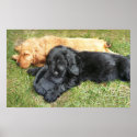 Cocker Spaniel puppies posters
