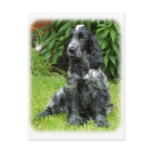 Cocker Spaniel puppy 9W017D-014 postcards