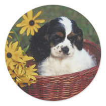 Cocker Spaniel Stickers