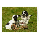 Cocker Spaniels Greeting Card