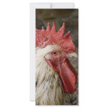 Cockerel rack cards