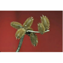 Cocklebur flowering plant (Xanthium species) Acrylic Cut Outs