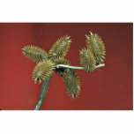 Cocklebur flowering plant (Xanthium species) photo sculptures