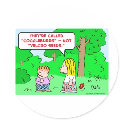 cockleburrs velcro seeds round sticker by rexfmay