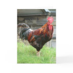Cockrel cards