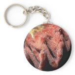 Cockscomb oyster (Lopha cristagalli) Shell keychains