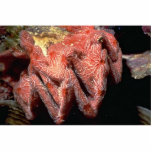 Cockscomb oyster (Lopha cristagalli) Shell photo sculptures