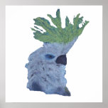 Cocky posters