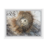 COCO LOCO NUT POST CARDS
