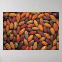 Cocoa pods posters