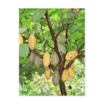 Cocoa tree postcards