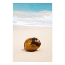 Coconut on a tropical beach photo