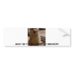 Coconut the cat on the road bumper stickers